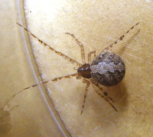 Theridion melanurum