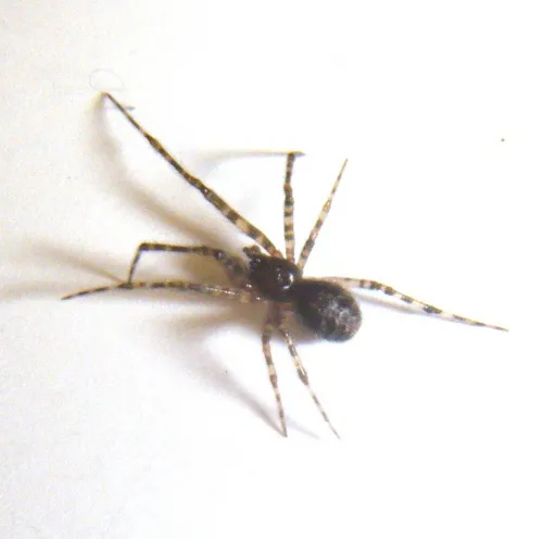 Theridion melanurum - photo 2