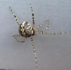 Theridion melanurum - photo 3