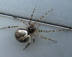 Theridion melanurum - photo 4
