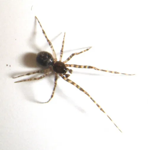 Theridion melanurum - photo 5