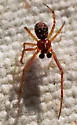 Theridion michelbacheri - photo 2