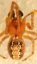 Theridion michelbacheri - photo 3