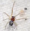 Theridion michelbacheri - photo 4