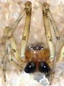 Theridion michelbacheri - photo 5