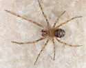Theridion morulum - photo 2