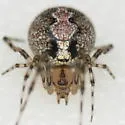Theridion murarium - photo 2