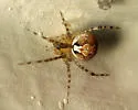 Theridion murarium - photo 3