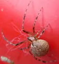 Theridion murarium - photo 4