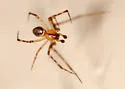 Theridion murarium - photo 5