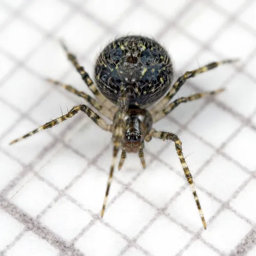 Theridion mystaceum