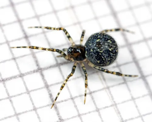 Theridion mystaceum - photo 2