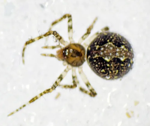 Theridion mystaceum - photo 3