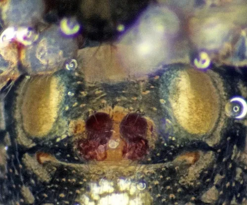 Theridion mystaceum - photo 4
