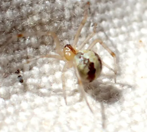 Theridion neomexicanum - photo 2