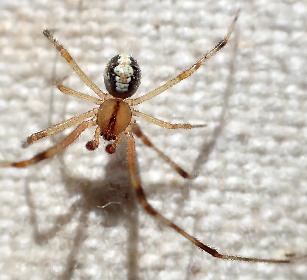 Theridion neomexicanum - photo 3
