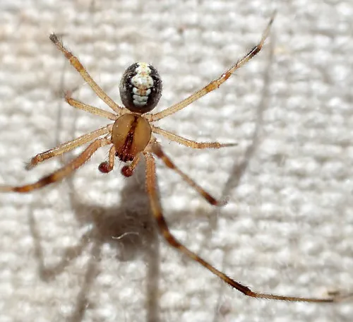 Theridion neomexicanum - photo 4
