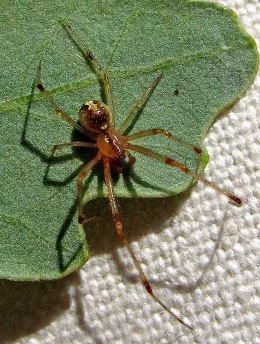 Theridion neomexicanum - photo 5