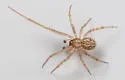 Theridion neshamini