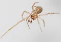 Theridion neshamini - photo 2