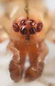 Theridion neshamini - photo 3