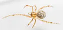 Theridion neshamini - photo 4