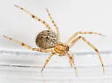 Theridion neshamini - photo 5