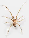Theridion pennsylvanicum
