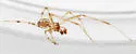 Theridion pennsylvanicum - photo 2