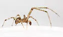 Theridion pennsylvanicum - photo 3
