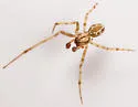 Theridion pennsylvanicum - photo 4