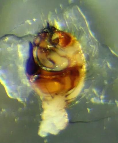 Theridion petraeum