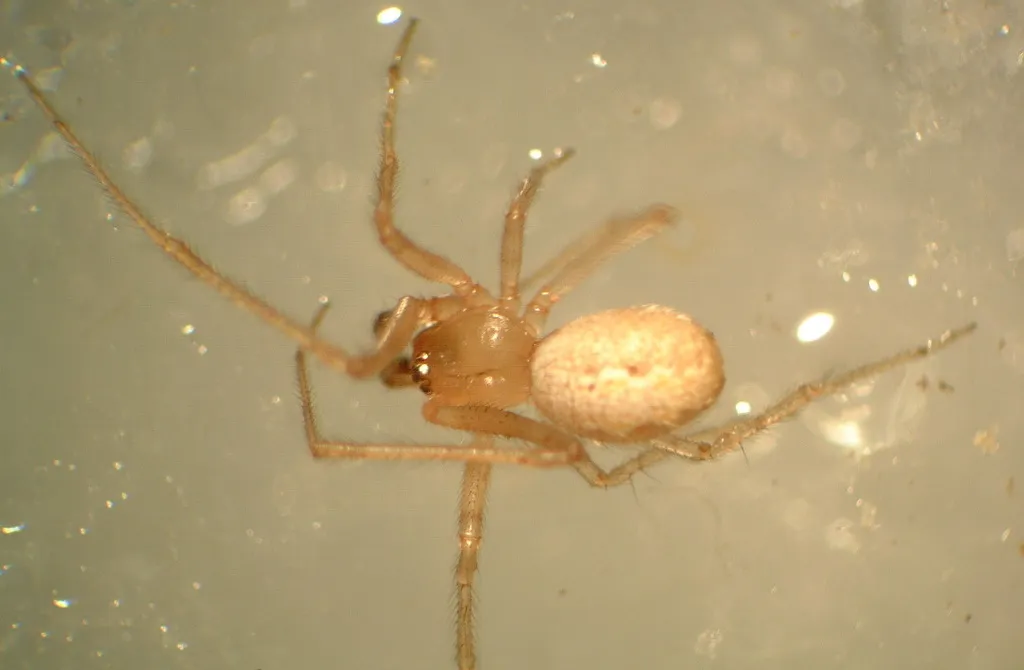 Theridion petraeum - photo 2