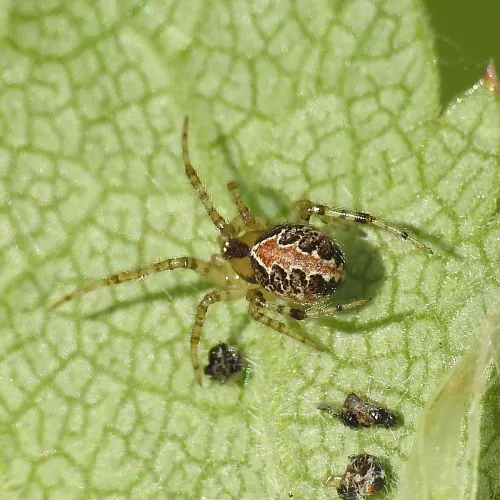 Theridion pictum
