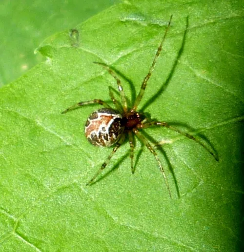 Theridion pictum - photo 2