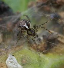 Theridion pictum - photo 3