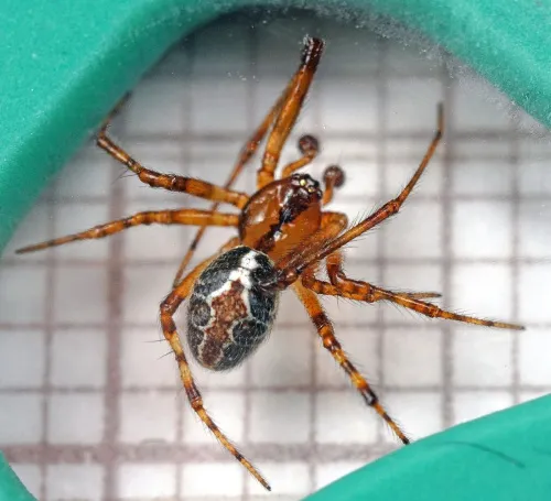 Theridion pictum - photo 4