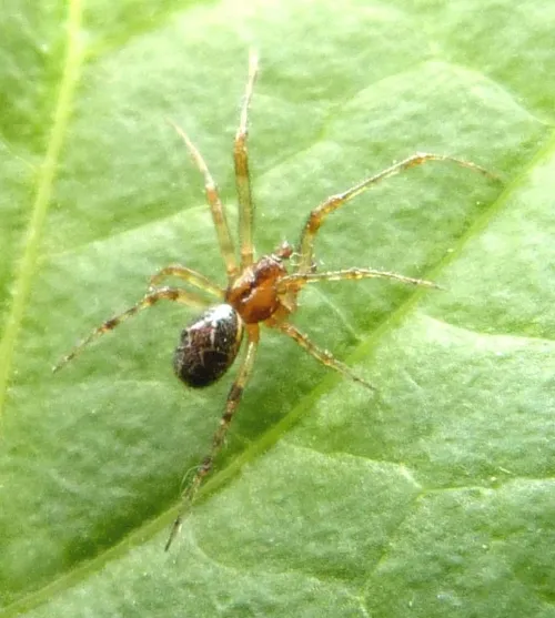 Theridion pictum - photo 6