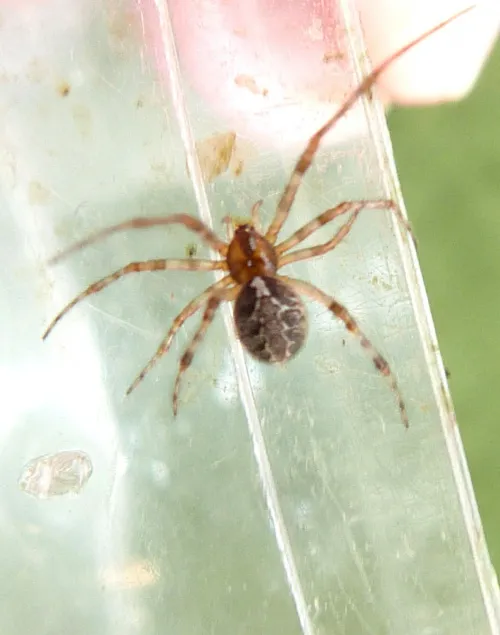 Theridion pictum - photo 7