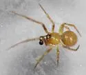 Theridion pierre