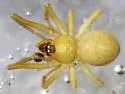 Theridion pierre - photo 2