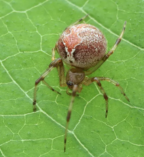 Theridion pinastri