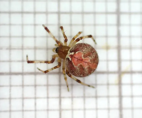 Theridion pinastri - photo 2