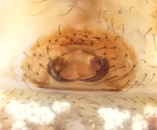 Theridion pinastri - photo 3