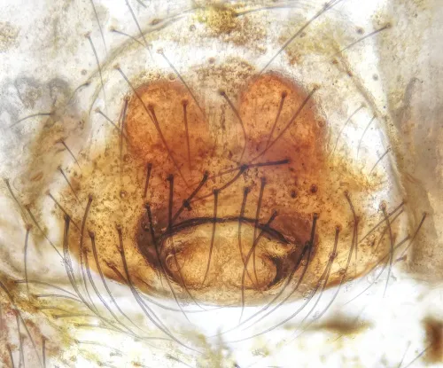 Theridion pinastri - photo 4