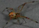 Theridion punctipes - photo 2
