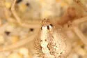 Theridion punctipes - photo 3