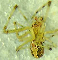 Theridion punctipes - photo 4