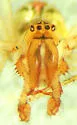 Theridion punctipes - photo 5
