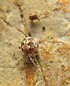 Theridion rabuni